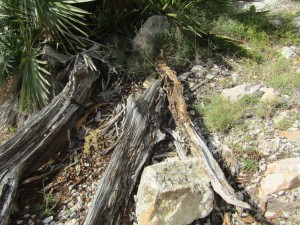 IMG_5043 (Medium)